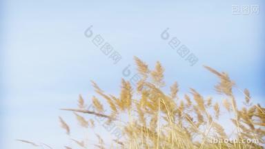 蓝天下飘动的金色卢苇草